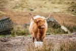 Long haired Scottish cow pictures