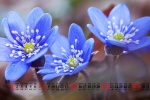 August 2021 Chinese Valentine's Day forget-me-not desktop calendar wallpaper