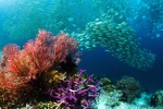 海洋世界水族馆图片桌面壁纸