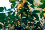 November 2021 eye-protecting osmanthus calendar wallpaper