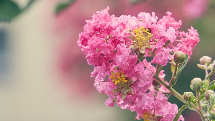 Lagerstroemia flower photography picture material wallpaper