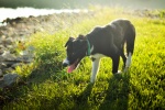 HD border collie pictures desktop wallpaper