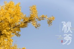 Autumnal equinox ginkgo tree pictures desktop wallpaper