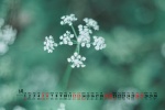 2021年6月绿色护眼桌面日历壁纸
