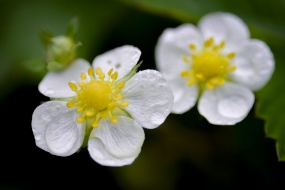 Blooming strawberry flowers pictures desktop wallpaper