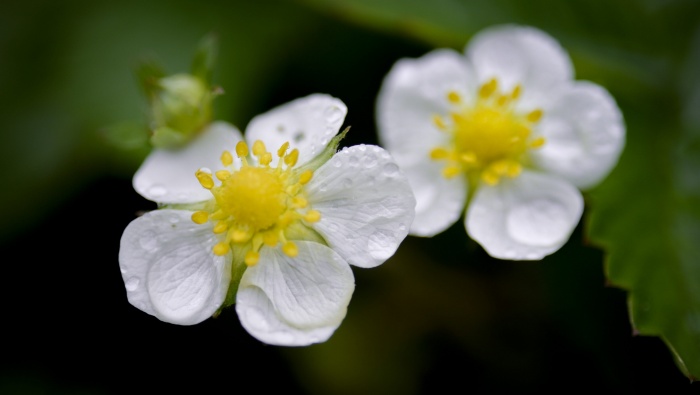 Blooming strawberry flowers pictures desktop wallpaper