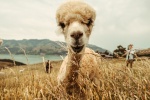 Alpaca pictures tame and cute alpaca pictures