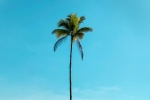 Coconut tree pictures desktop wallpaper