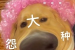 狗狗大怨种系列表情包