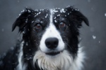 border collie pictures