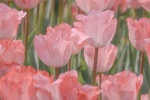 Pink tulips mobile wallpaper