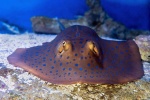 Blue-spotted stingray pictures