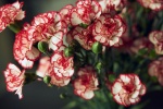 Mother's Day beautiful carnation flowers pictures desktop wallpaper