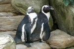 African penguins HD pictures