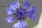 Cornflower aesthetic flower computer wallpaper