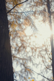 Golden autumn scenery mobile wallpaper