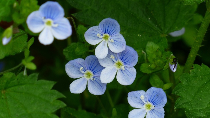 HD floral mother-in-law pictures desktop wallpaper