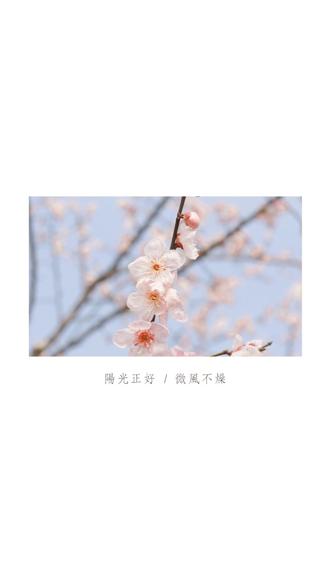 春天日记樱花风景手机壁纸