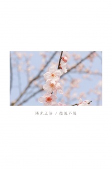 春天日記櫻花風景手機壁紙