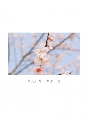 春天日记樱花风景手机壁纸