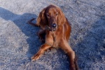 Lively Irish Setter Pictures