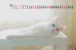 2021年9月可爱动物猫咪桌面日历壁纸