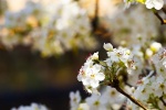 Spring pear blossom pictures