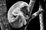 Sleeping koala pictures