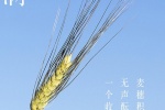 24節氣小滿手機壁紙