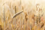 2021年6月芒种桌面日历壁纸图片