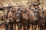 Wildebeest pictures in African grassland