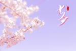 Chinese Valentine's Day cherry blossom scenery computer wallpaper pictures