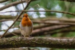 Robin on a branch picture