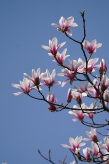 High Definition Tianmu Mulan Picture Photography