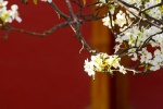 Spring pear blossom pictures