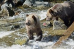 Cute grizzly bear pictures