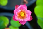Pink lotus HD picture desktop wallpaper