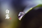 White dew fresh eye protection scenery desktop wallpaper