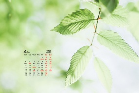 April 2022 green eye-protecting fresh computer calendar wallpaper