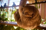 Sloth Pictures Cute Sloth Pictures