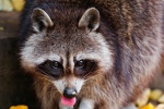 Cute little raccoon pictures