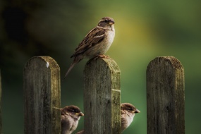 Sparrow bird photography picture material wallpaper
