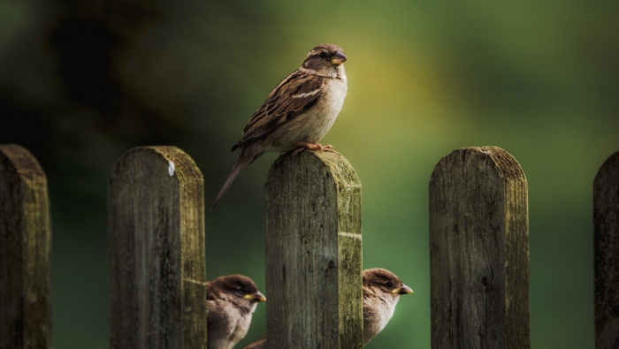 Sparrow bird photography picture material wallpaper