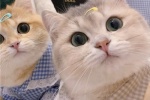 The latest version of cat couple avatar pictures