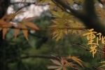 Double Ninth Festival Maple Leaf Autumn Picture Wallpaper