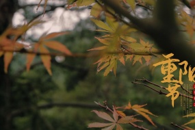 Double Ninth Festival Maple Leaf Autumn Picture Wallpaper