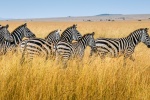 Zebra on the grassland picture desktop wallpaper