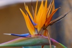 HD Strelitzia reginae pictures