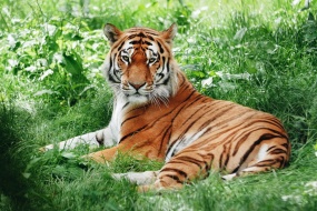 Fierce tiger material picture desktop wallpaper