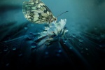 Flying butterfly pictures desktop wallpaper